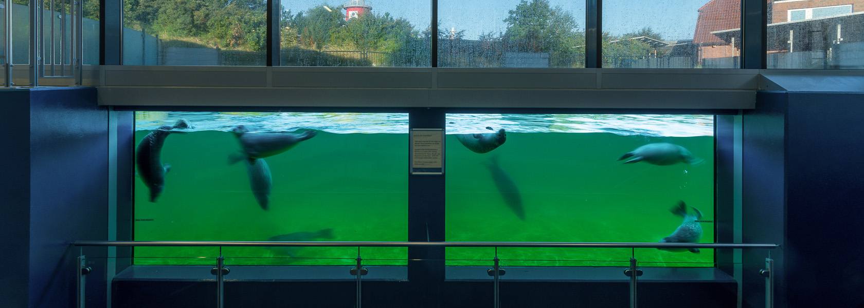 Unterwasserfenster der Seehundstation Nationalpark-Haus Norden-Norddeich, © Seehundstation Norddeich, Christian Ballé