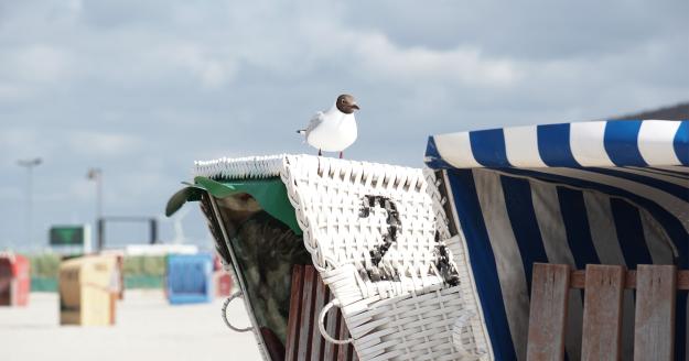 Strandkorb mit Möwe, © Katrin Koring