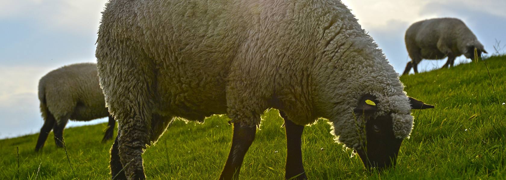 Schafe auf dem Deich, © Beate Ulich / Die Nordsee GmbH