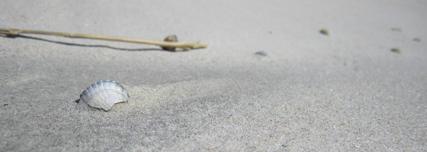 Muschel im Sand, © Die Nordsee GmbH, Jantje Olchers