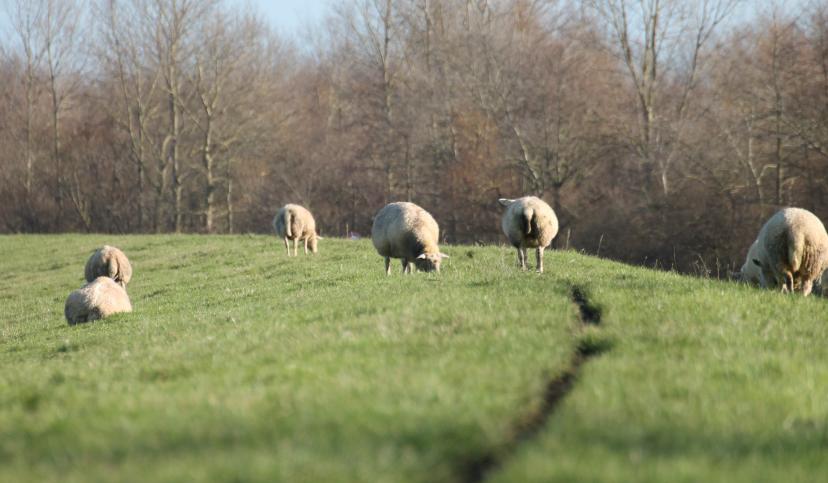 Schafe auf dem Deich, © Die Nordsee GmbH, Anke Hieronymus